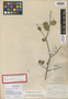 Xylosma buxifolia image