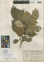 Xylosma glaberrima Sleumer, BRAZIL, O. Handro s.n., Isotype, F