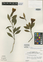 Chorisepalum ovatum var. sipapoanum Maguire, VENEZUELA, B. Maguire 28232, Isotype, F