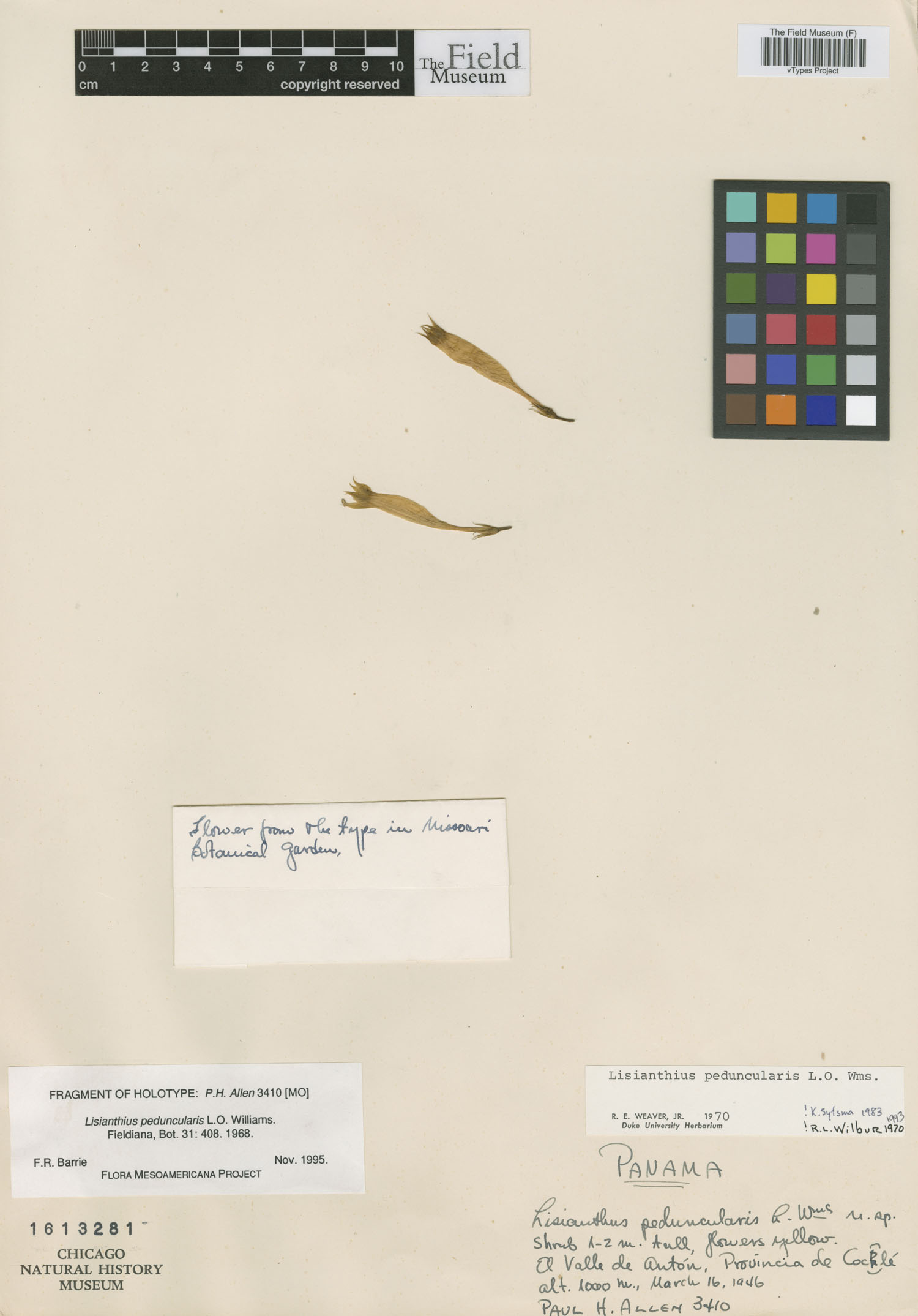 Lisianthius peduncularis image