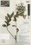 Microrphium elmerianum Regalado & Soejarto, PHILIPPINES, D. D. Soejarto 6499, Holotype, F