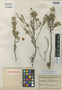 Balbisia integrifolia R. Knuth, BOLIVIA, K. Fiebrig 3035, Isotype, F