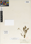 Erodium romanum var. rupestre Boiss., MEXICO, P. E. Boissier 45, Type [status unknown], F
