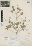Geranium nemorale Suksd., U.S.A., W. N. Suksdorf 2028, Isotype, F