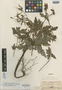 Geranium canariense Reut., E. Bourgeau 1271, Type [status unknown], F