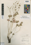 Geranium cinereum var. elatium P. H. Davis, Turkey, P. H. Davis 20169, Isotype, F