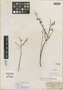 Viviania revoluta R. Knuth, CHILE, E. F. Poeppig 65(145), Isotype, F
