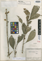 Besleria calantha C. V. Morton, COLOMBIA, J. Cuatrecasas 8637, Isotype, F