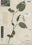 Rhynchoglossum borneense Merr., A. D. E. Elmer 21467, Isotype, F