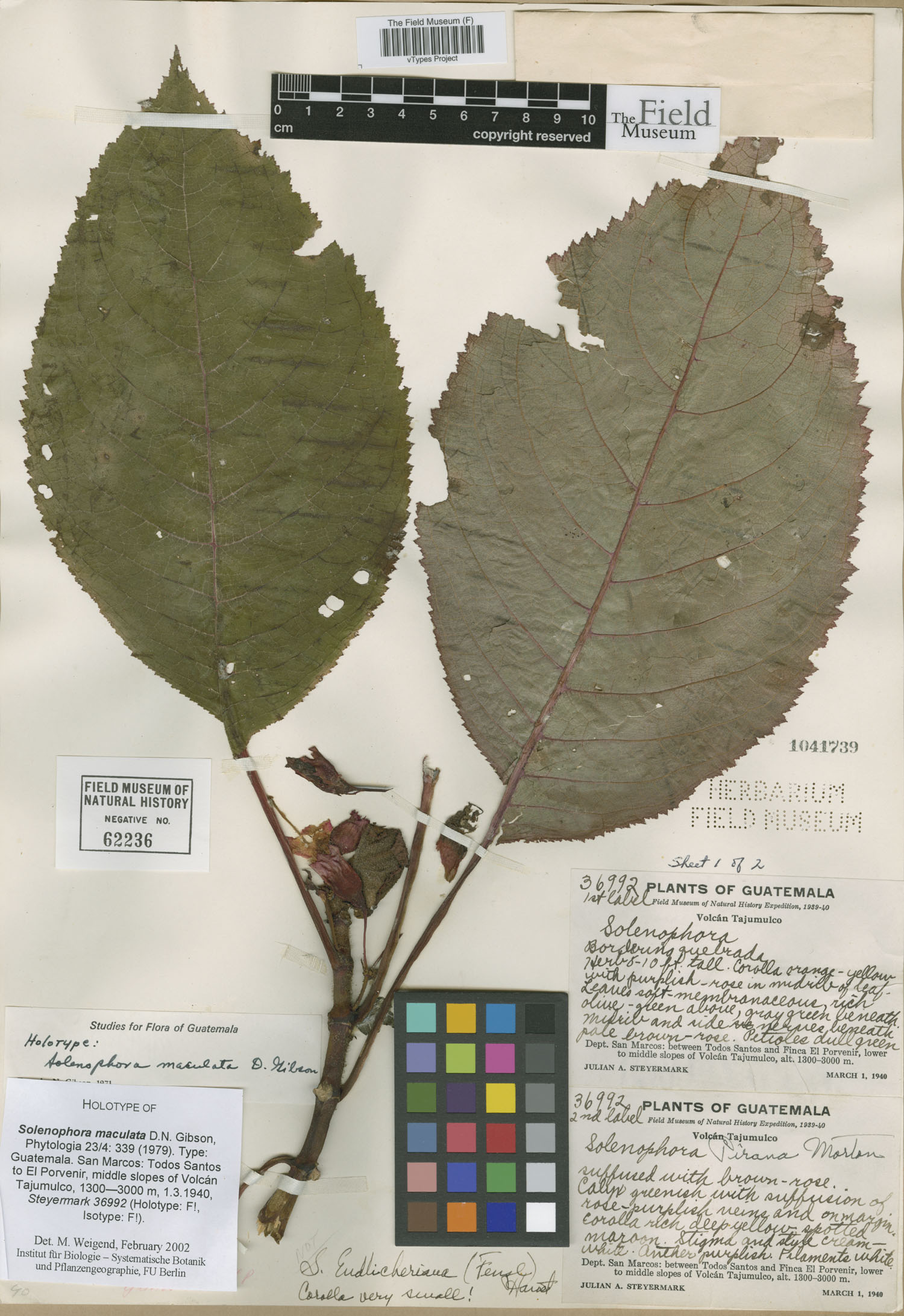 Solenophora maculata image