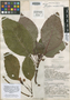 Solenophora maculata image