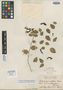 Trichosporum ovatum Merr., PHILIPPINES, M. S. Clemens 316, Isotype, F