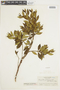 Bucquetia glutinosa (L. f.) DC., COLOMBIA, F