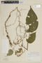 Clidemia epiphytica var. trichocalyx (S. F. Blake) Wurdack, PERU, F