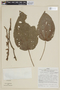 Clidemia epiphytica var. trichocalyx (S. F. Blake) Wurdack, PERU, F