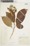 Conostegia montana (Sw.) D. Don ex DC., COLOMBIA, F
