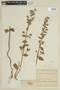 Desmoscelis villosa (Aubl.) Naudin, COLOMBIA, F