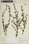 Desmoscelis villosa (Aubl.) Naudin, PERU, F