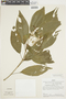 Graffenrieda gracilis (Triana) L. O. Williams, PERU, F