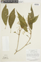 Graffenrieda gracilis (Triana) L. O. Williams, PERU, F