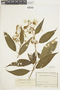 Graffenrieda gracilis (Triana) L. O. Williams, COLOMBIA, F