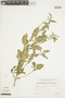 Solanum sublobatum Willd., ARGENTINA, F