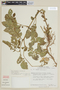 Solanum tuberosum L., PERU, F