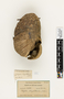 63591 Polybia chrysothorax Nest a IN