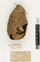 63595 Polybia chrysothorax Nest IN