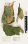 63610 Oecophylla smaragdina Nest IN