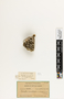 63749 Polistes canadensis amazonicus Nest b IN