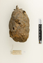63835 Polybia sericea Nest IN