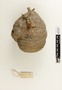 63837 Polybia sericea Nest b IN