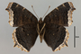 124028 Nymphalis antiopa v IN