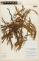 Anadenanthera macrocarpa (Benth.) Brenan, BRAZIL, F