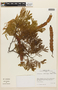 Anadenanthera macrocarpa (Benth.) Brenan, Peru, J. G. Sánchez V. 484, F