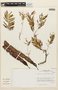 Anadenanthera macrocarpa (Benth.) Brenan, Peru, J. G. Sánchez V. 47-82, F