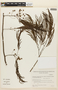 Anadenanthera macrocarpa (Benth.) Brenan, ARGENTINA, F