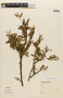 Calliandra brevipes Benth., BRAZIL, F