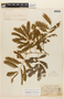 Cojoba arborea var. angustifolia (Rusby) Barneby & J. W. Grimes, BOLIVIA, F