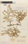Cojoba arborea  (L.) Britton & Rose var. arborea, COLOMBIA, F