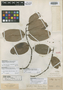 Salacia guianensis Klotzsch, BRITISH GUIANA [Guyana], R. H. Schomburgk 347, Isotype, F