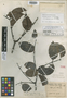 Salacia granulata Urb., Trinidad and Tobago, W. E. Broadway 4460, Isotype, F