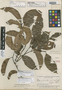 Salacia articulata A. C. Sm., Brazil, B. A. Krukoff 8836, Isotype, F