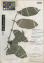 Salacia gleasoniana A. C. Sm., BRITISH GUIANA [Guyana], A. C. Smith 2547, Isotype, F