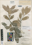 Salacia kanukuensis A. C. Sm., BRITISH GUIANA [Guyana], A. C. Smith 3617, Isotype, F