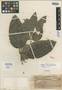 Salacia pachycarpa A. C. Sm., FIJI, O. Degener 15437, Isotype, F