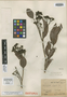 Sacoglottis glaziovii Urb., BRAZIL, A. F. M. Glaziou 18964, Isotype, F