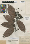 Vantanea macrocarpa Ducke, BRAZIL, A. Ducke 98, Isotype, F