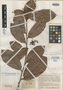 Vantanea occidentalis Cuatrec., COLOMBIA, J. Cuatrecasas 19937, Holotype, F